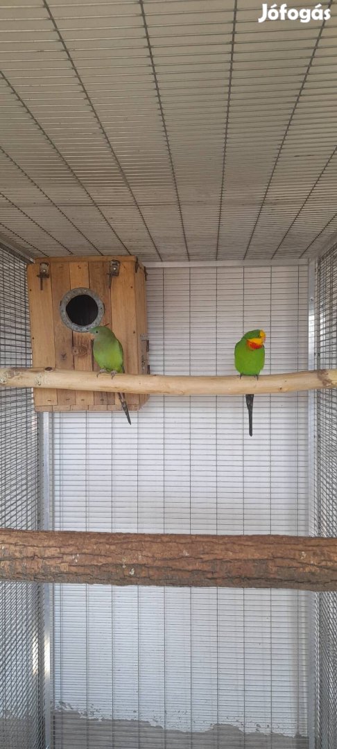 Baraband (Sárgatorkú) papagáj költőpár