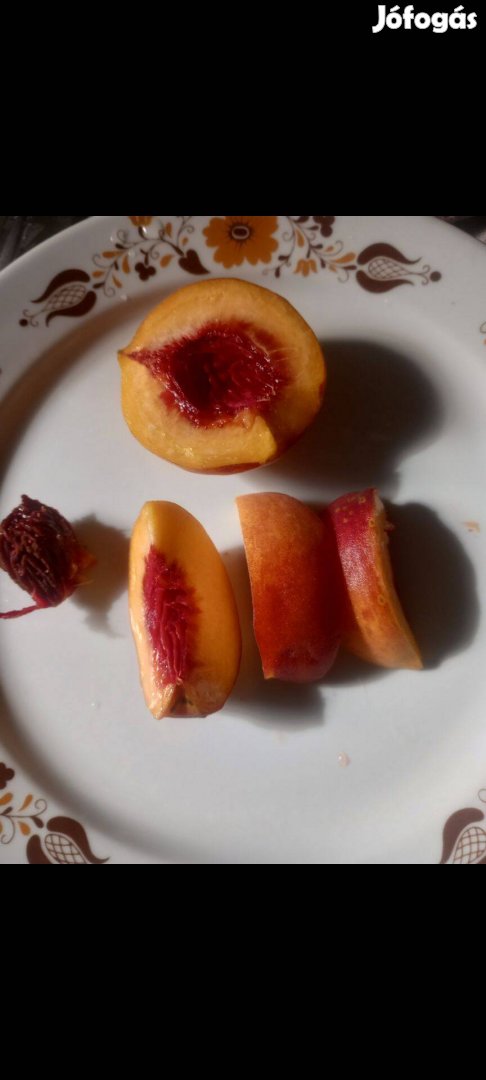 Barack csemete 50-60 cm