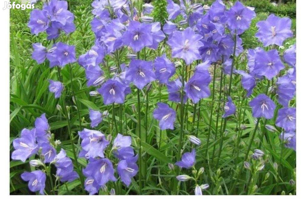 Baracklevelű harangvirág Campanula persicifolia