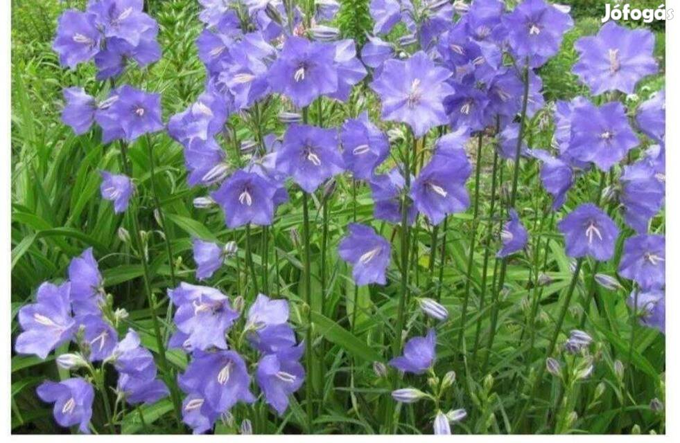 Baracklevelű harangvirág Campanula persicifolia