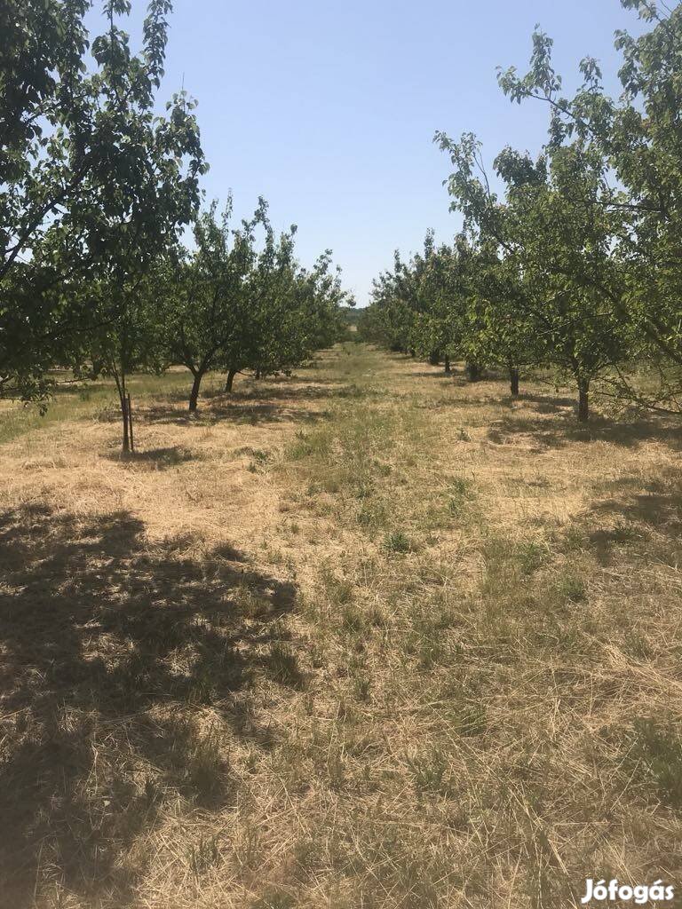 Barackos (1,35 ha)