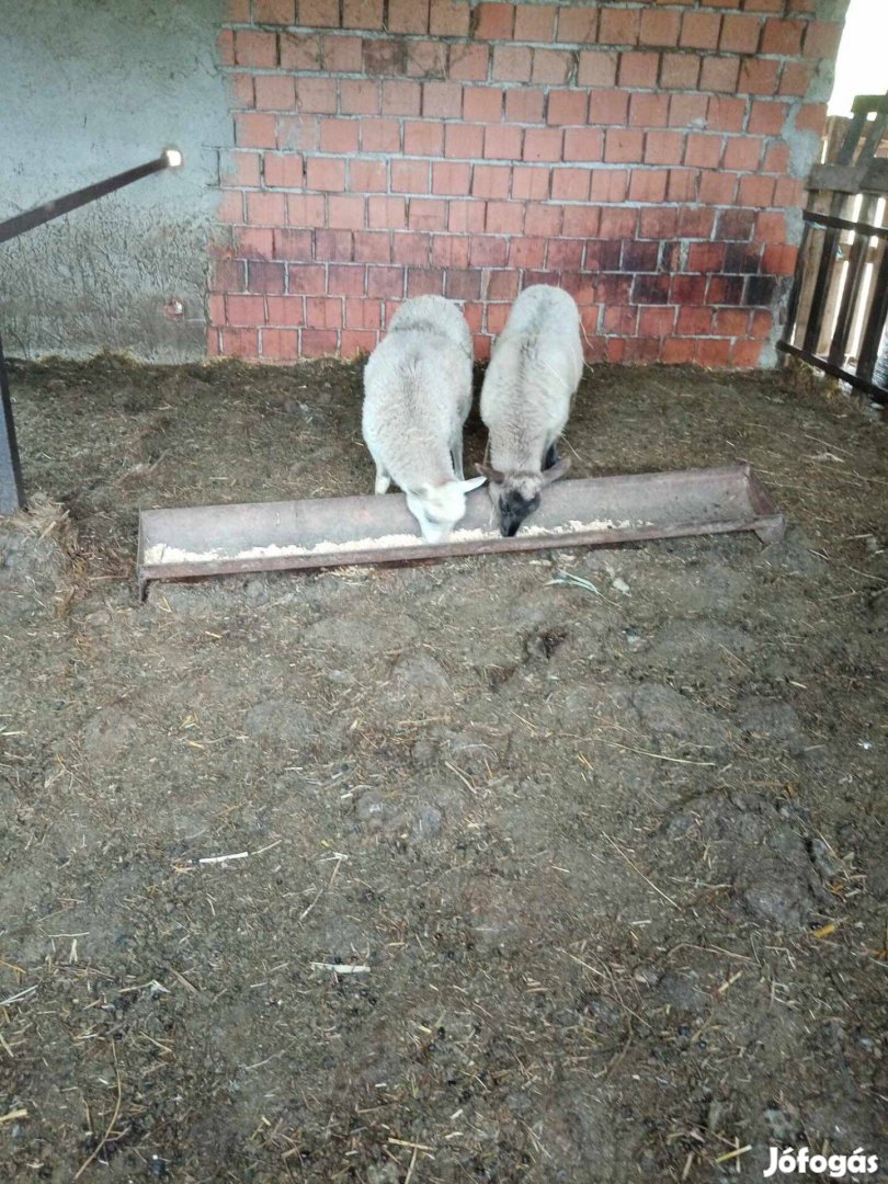 Bárányok, jerkék
