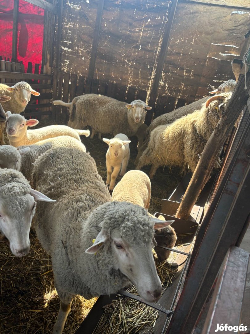 Bárányok és anya birkák