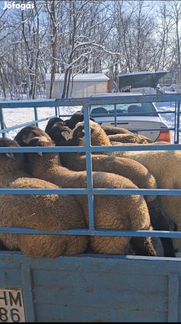 Bárányokat Tokjuh kosokat keresek