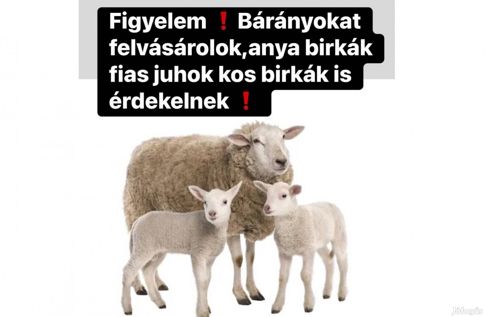 Bárányokat anya juhokat vásárolok
