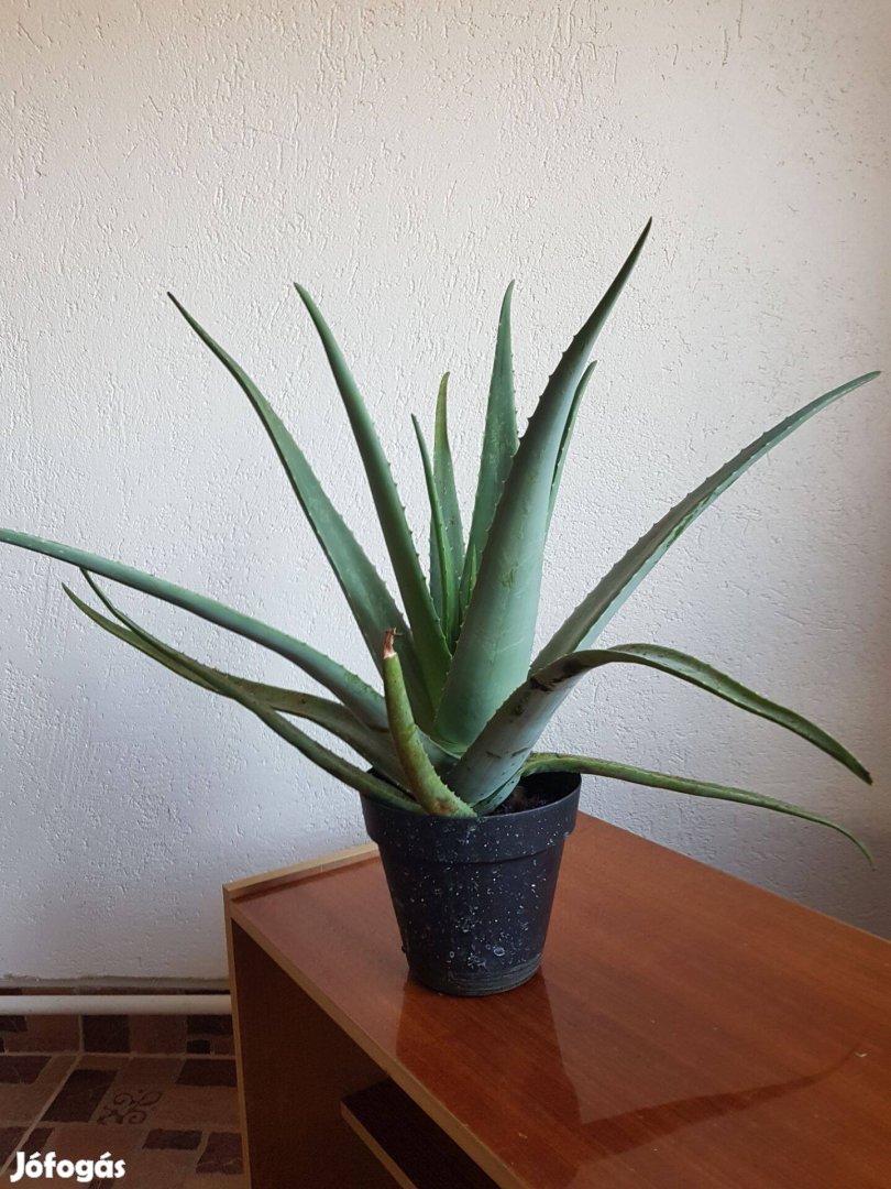 Barbadensis Miller, Aloe Vera