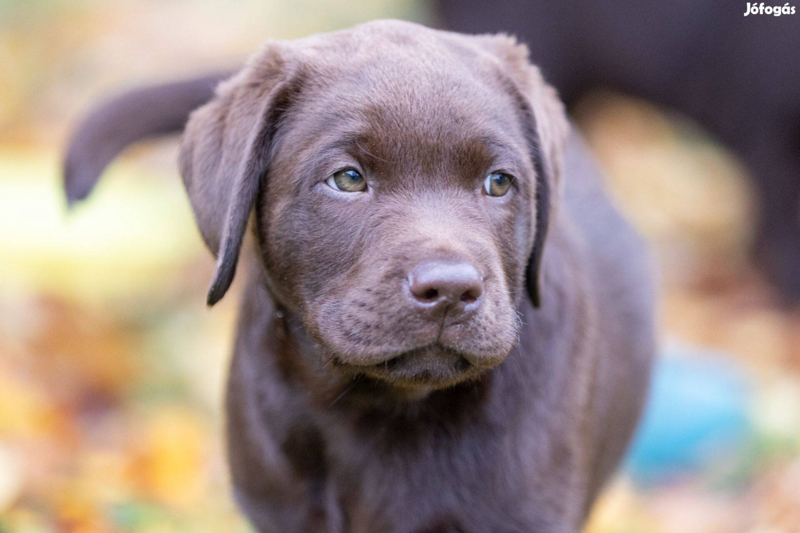 Barna labrador retriever kiskutyák törzskönyvel