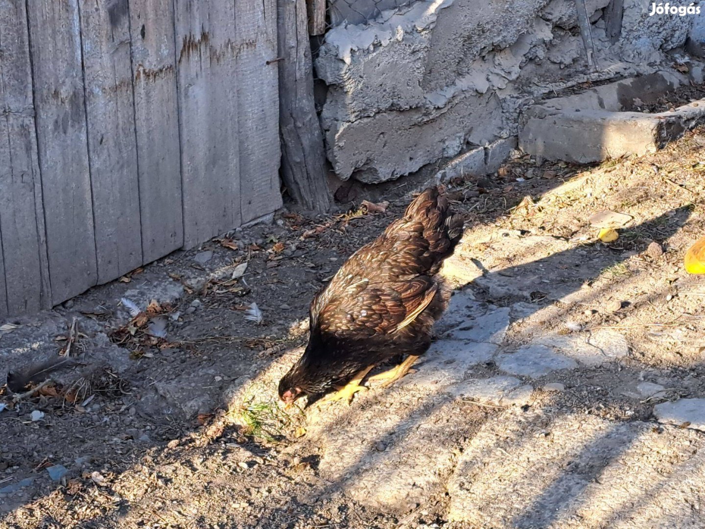 Barnevelder tyúk, kakas eladó