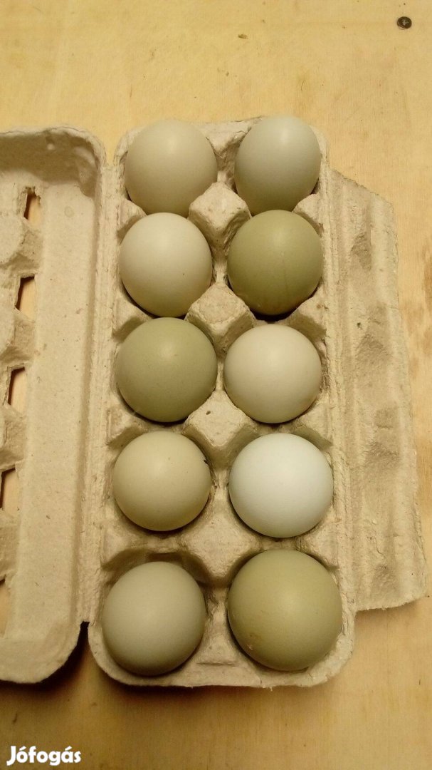 Baromfi -levendula araucana keltető tojás