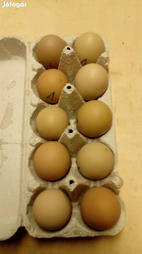 Baromfi- olivleger keltető tojás