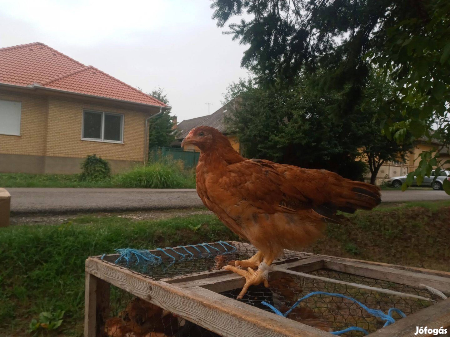 Baromfi jercek fiatal kakasok