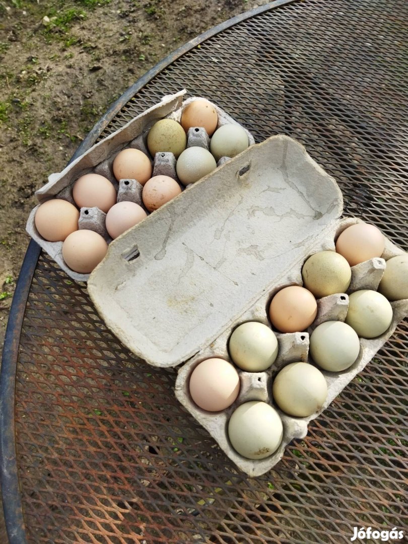 Baromfi tojás eladó 
