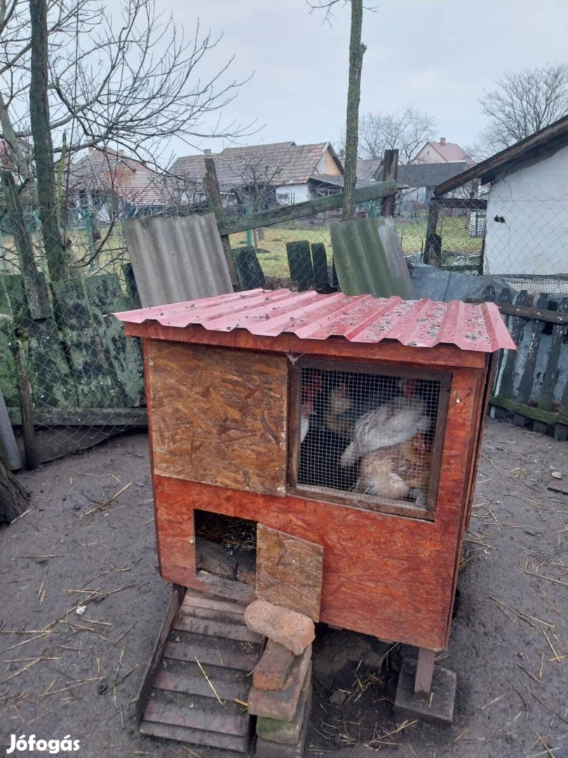 Baromfiól tyúkól eladó