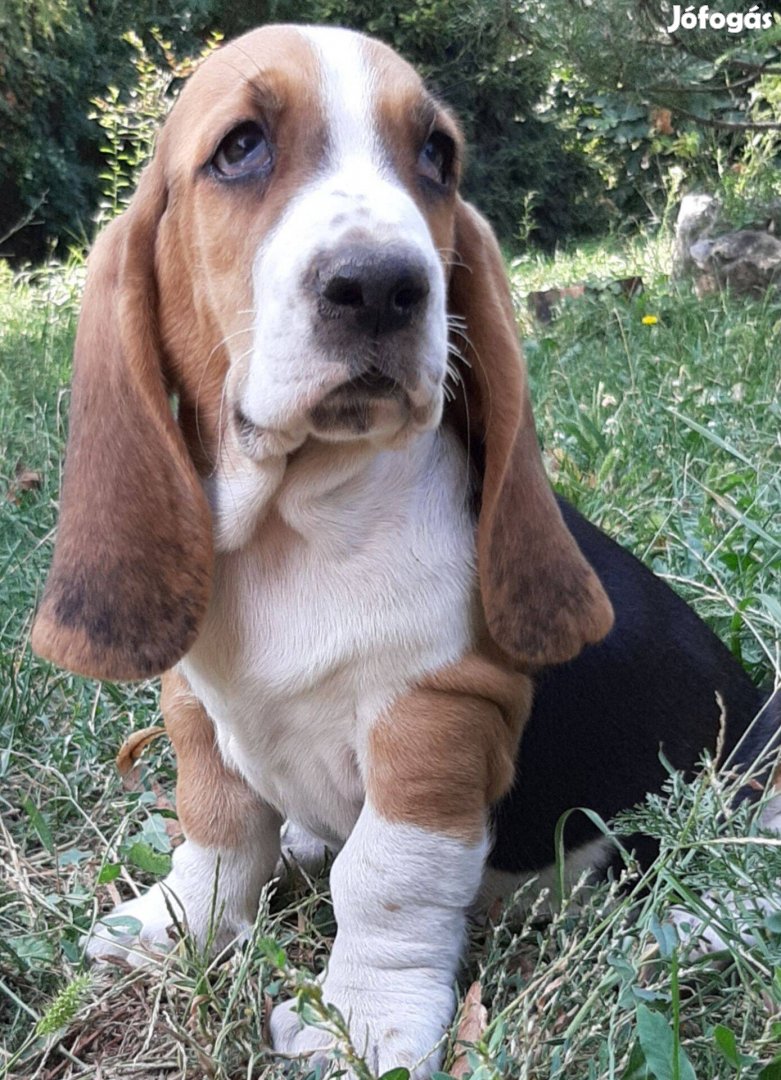 Basset hound eladó gyönyörű tricolor