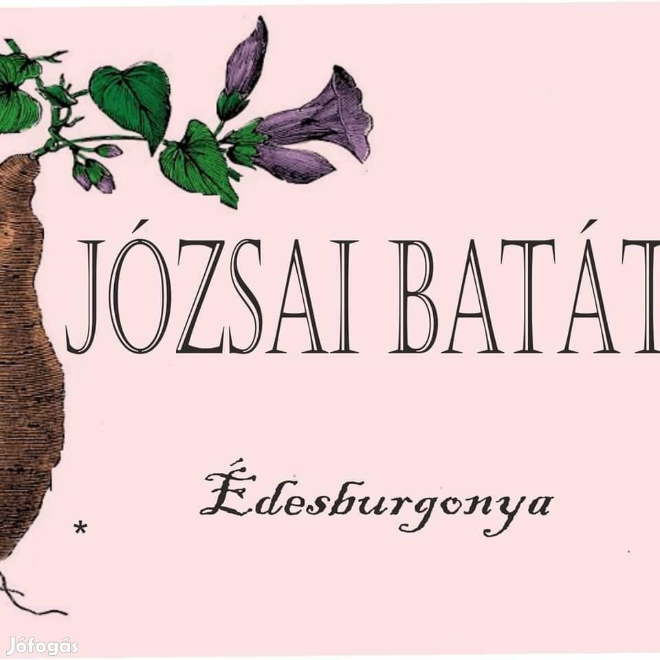 Batáta, édesburgonya palánta és hajtásvég eladó.