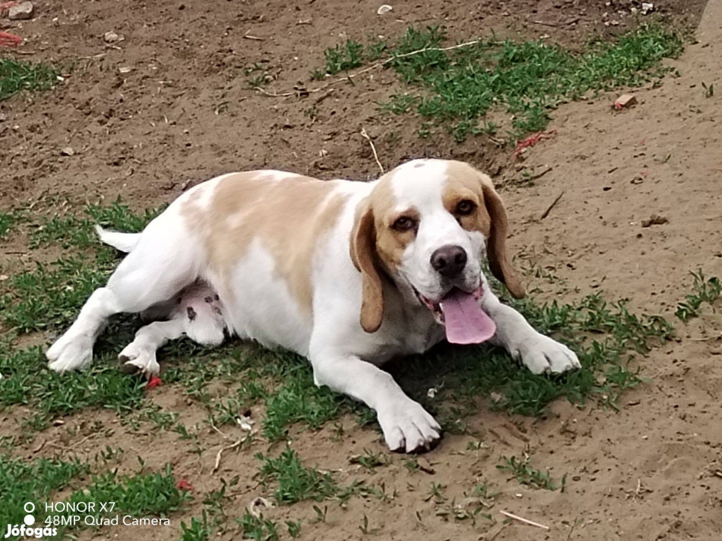 Beagle jellegű kan kutya ingyen elvihető