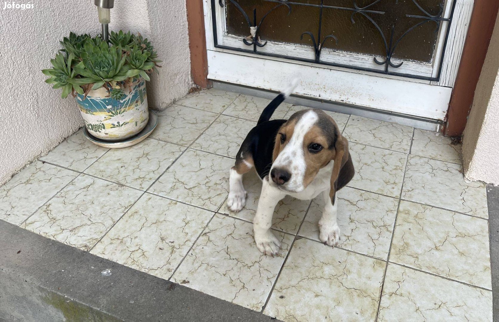 Beagle jellegű kölykök