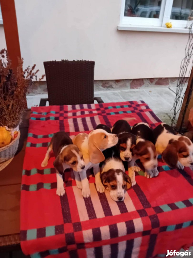 Beagle jellegű kutyusok