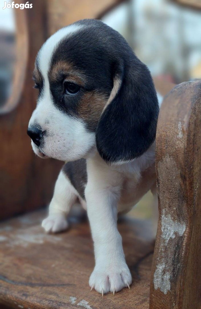 Beagle kölykök