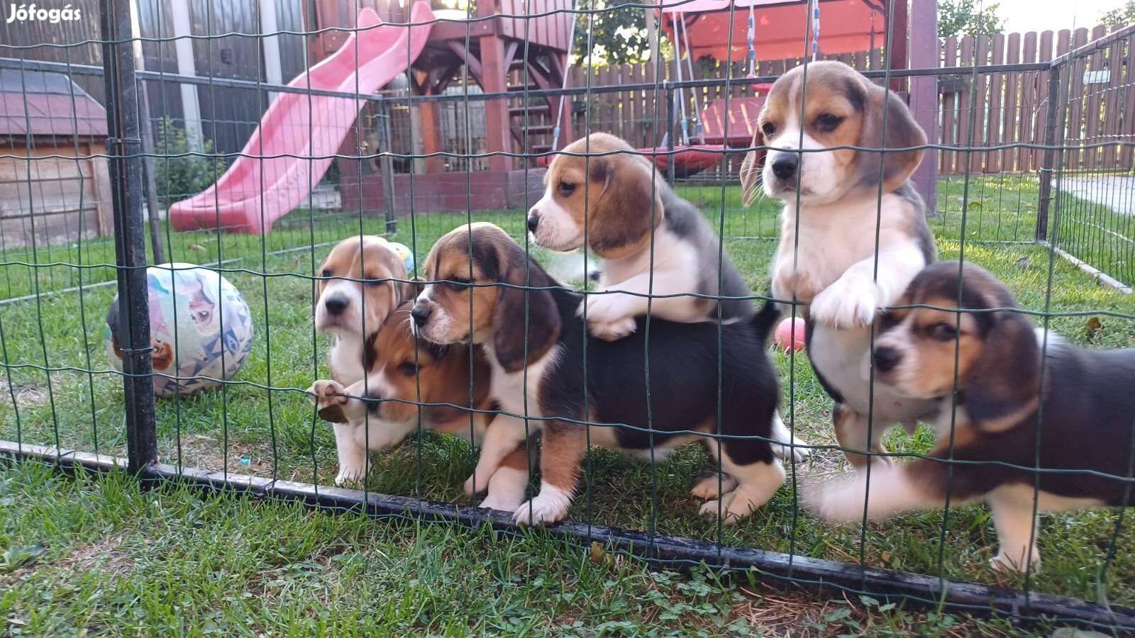 Beagle kölykök