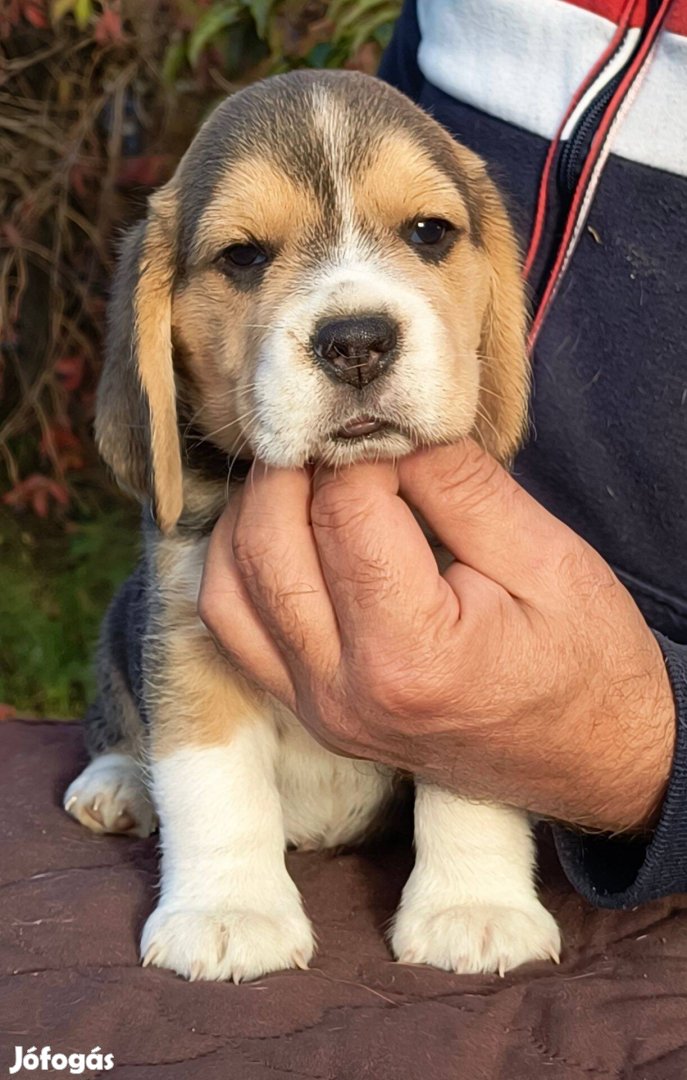 Beagle kölyök