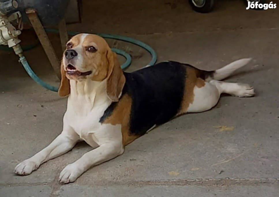 Beagle növendék