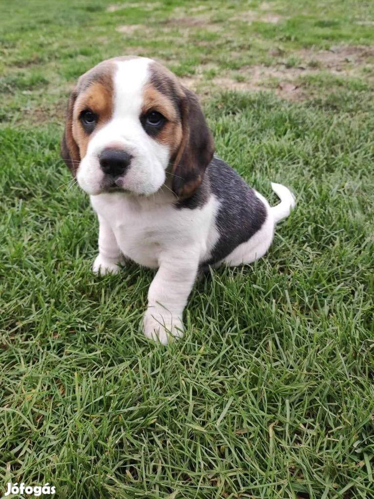 Beagle tricolor 7 hetes kiskutyák elvihetők