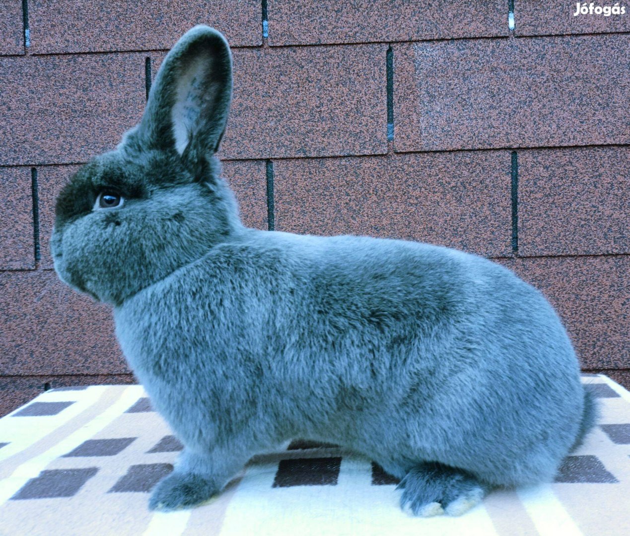 Bécsi KÉK, bak Nyúl eladó!