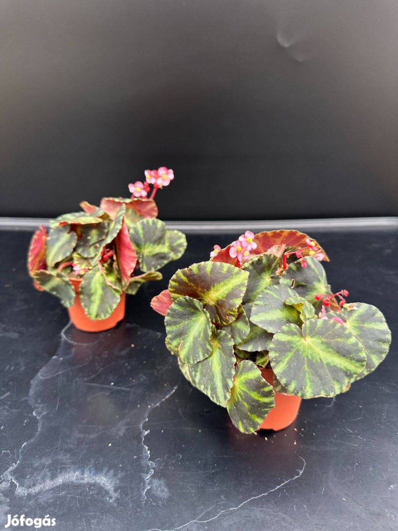 Begonia Cleopatrea Coyle