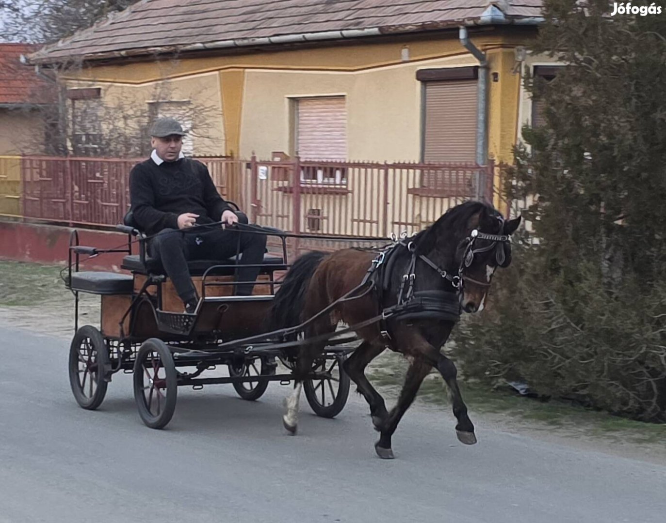 Behajtott nagyon szelíd Hackney póni Herélt.