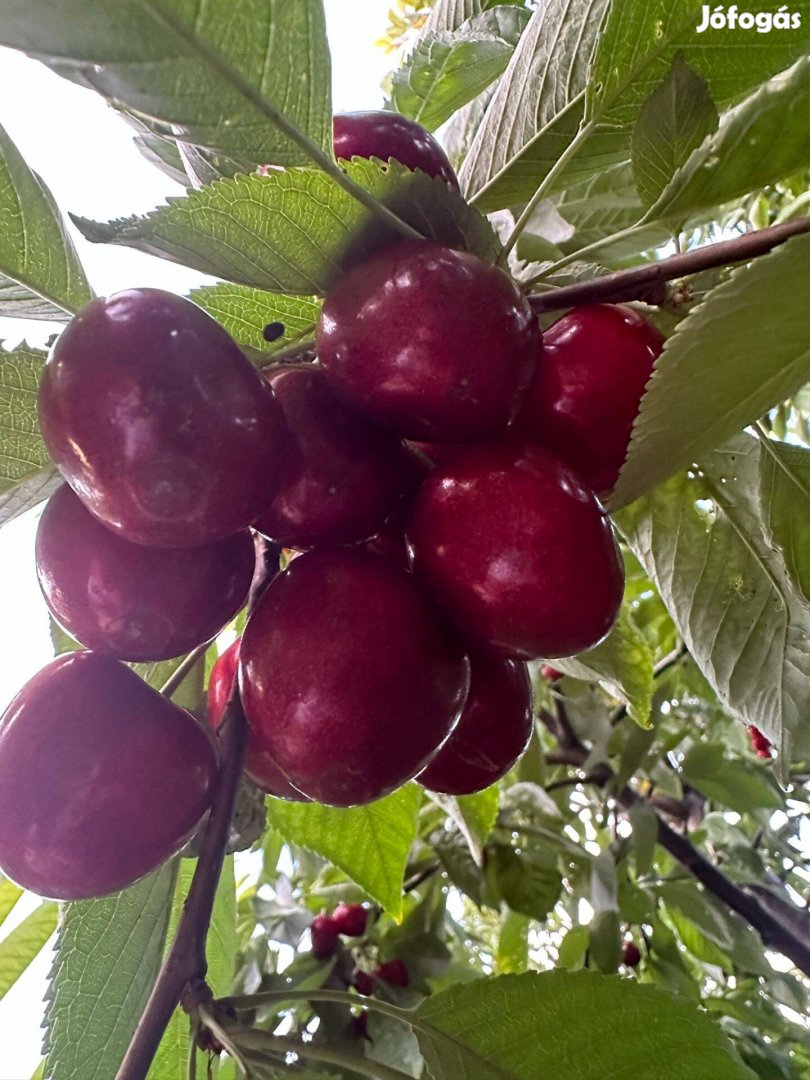 Békés megyében jól jövedelmező meggyes birtok teljes