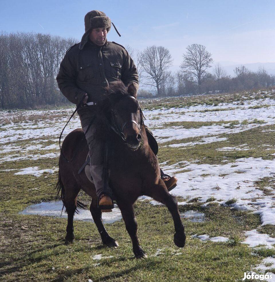 Bekocsizott, lovagolható póni