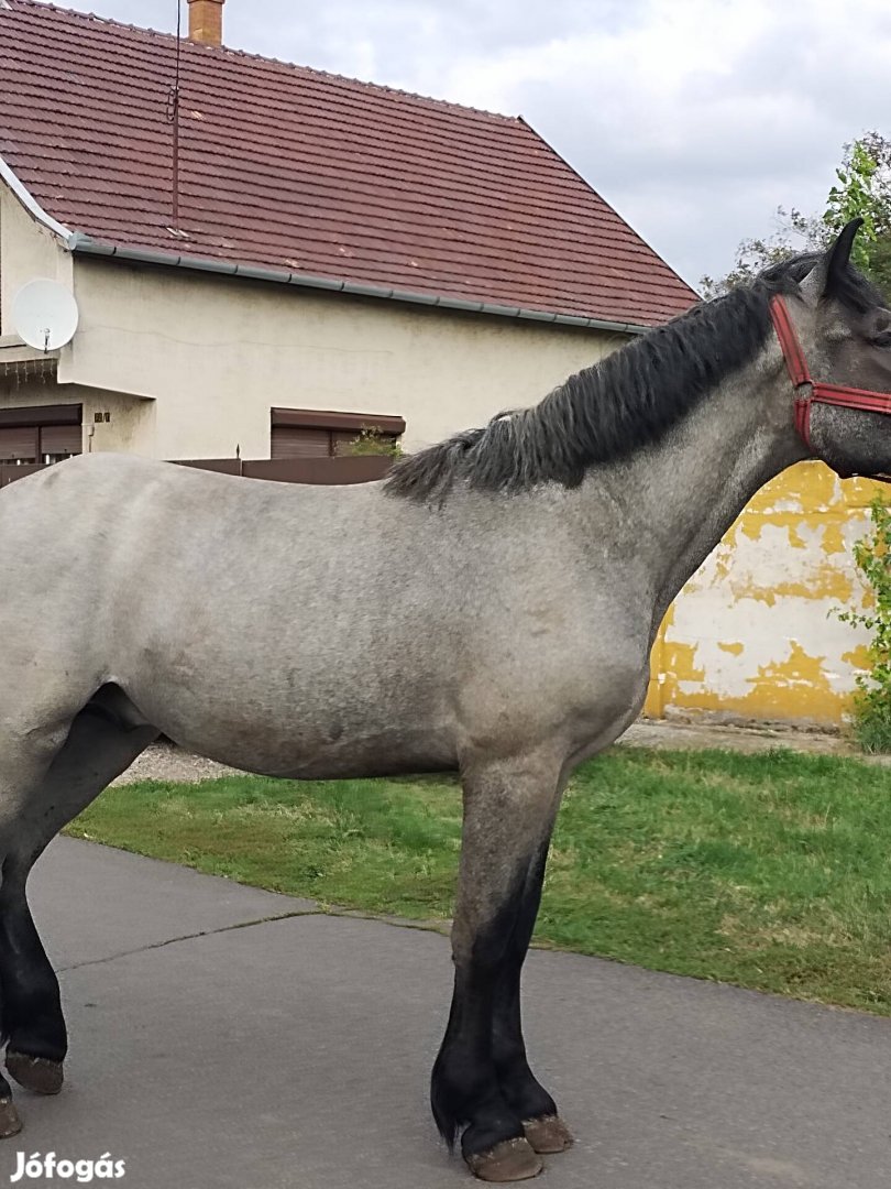 Belga csődör csikó 17 hónapos 