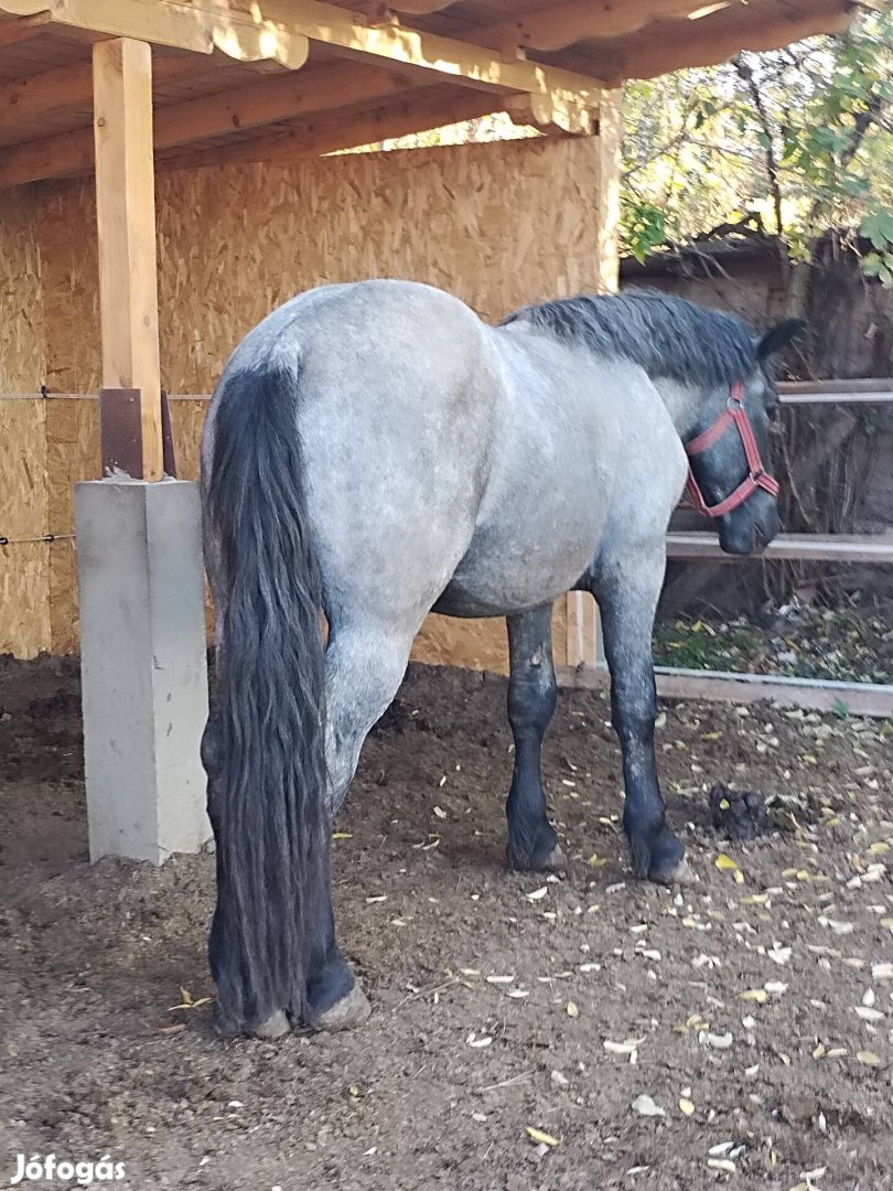 Belga hideg veru csikó eladó 