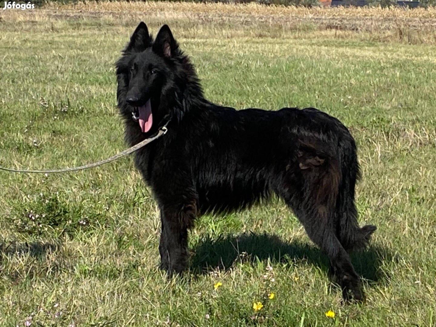 Belga juhász Groenendael eladó