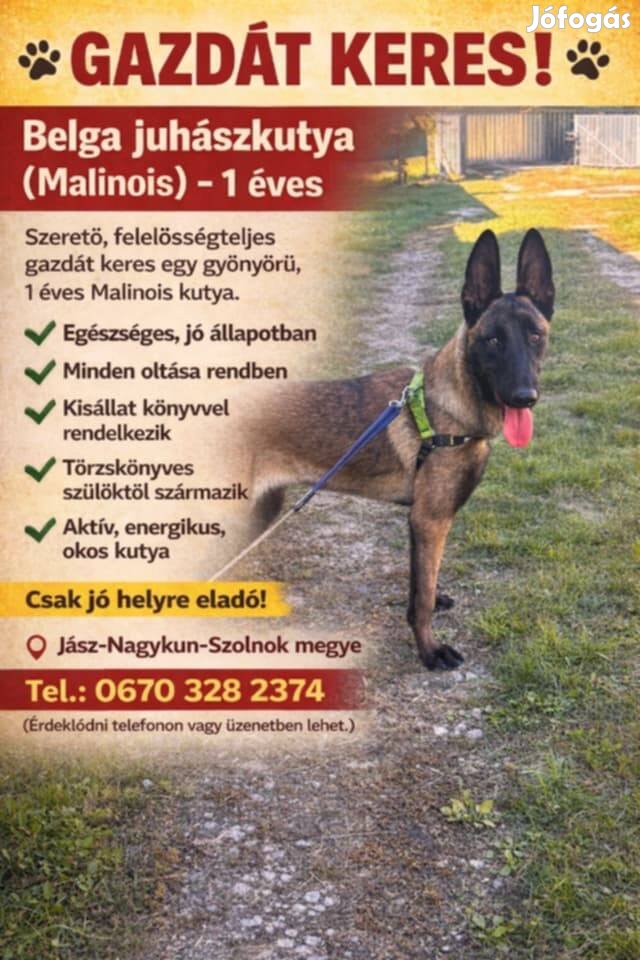 Belga juhász Malinois jellegű szuka eladó