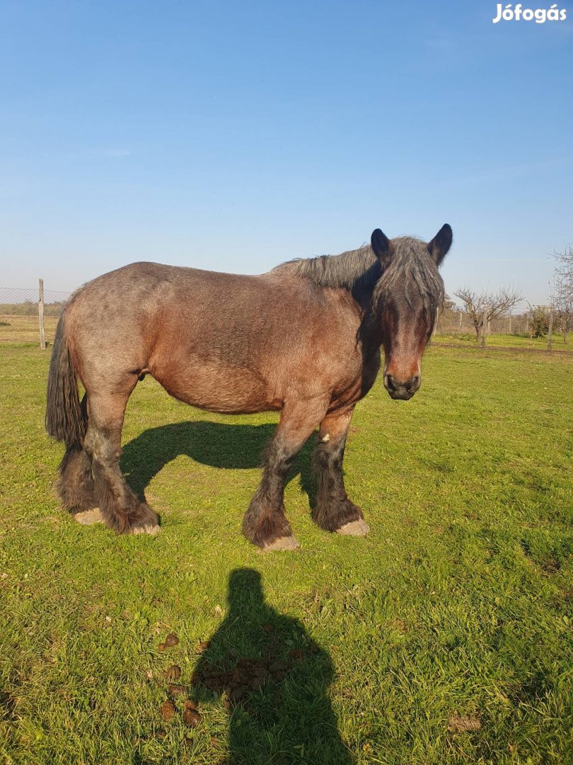 Belga kanca eladó cserélhető