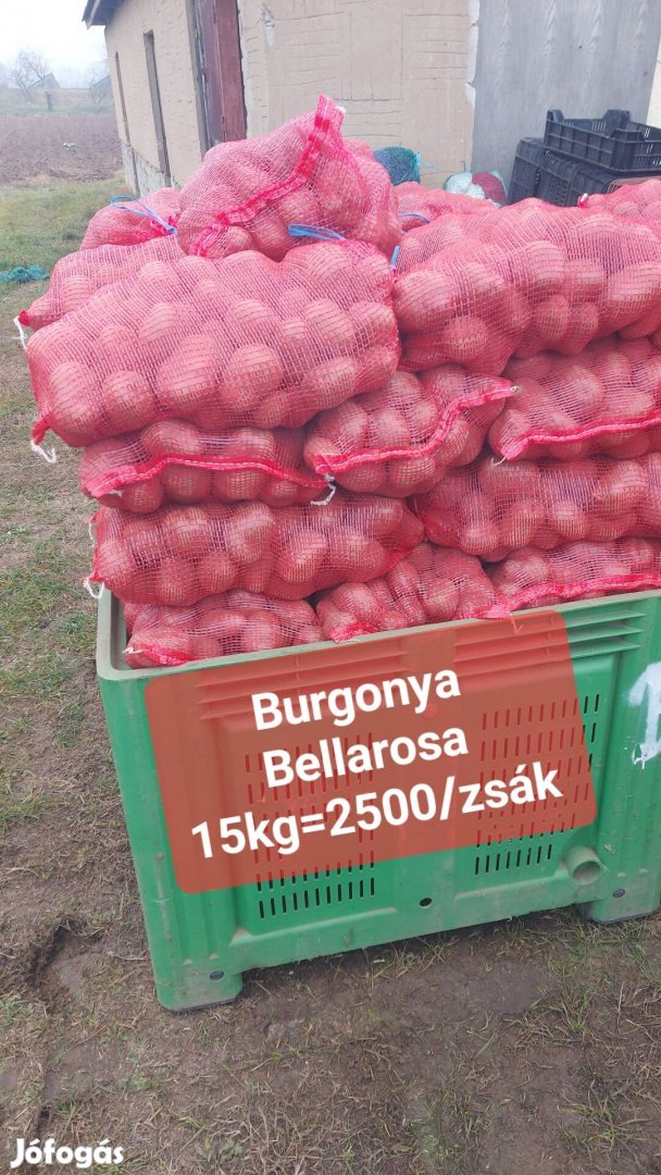 Bellarosa Magyar Homoki Burgonya 