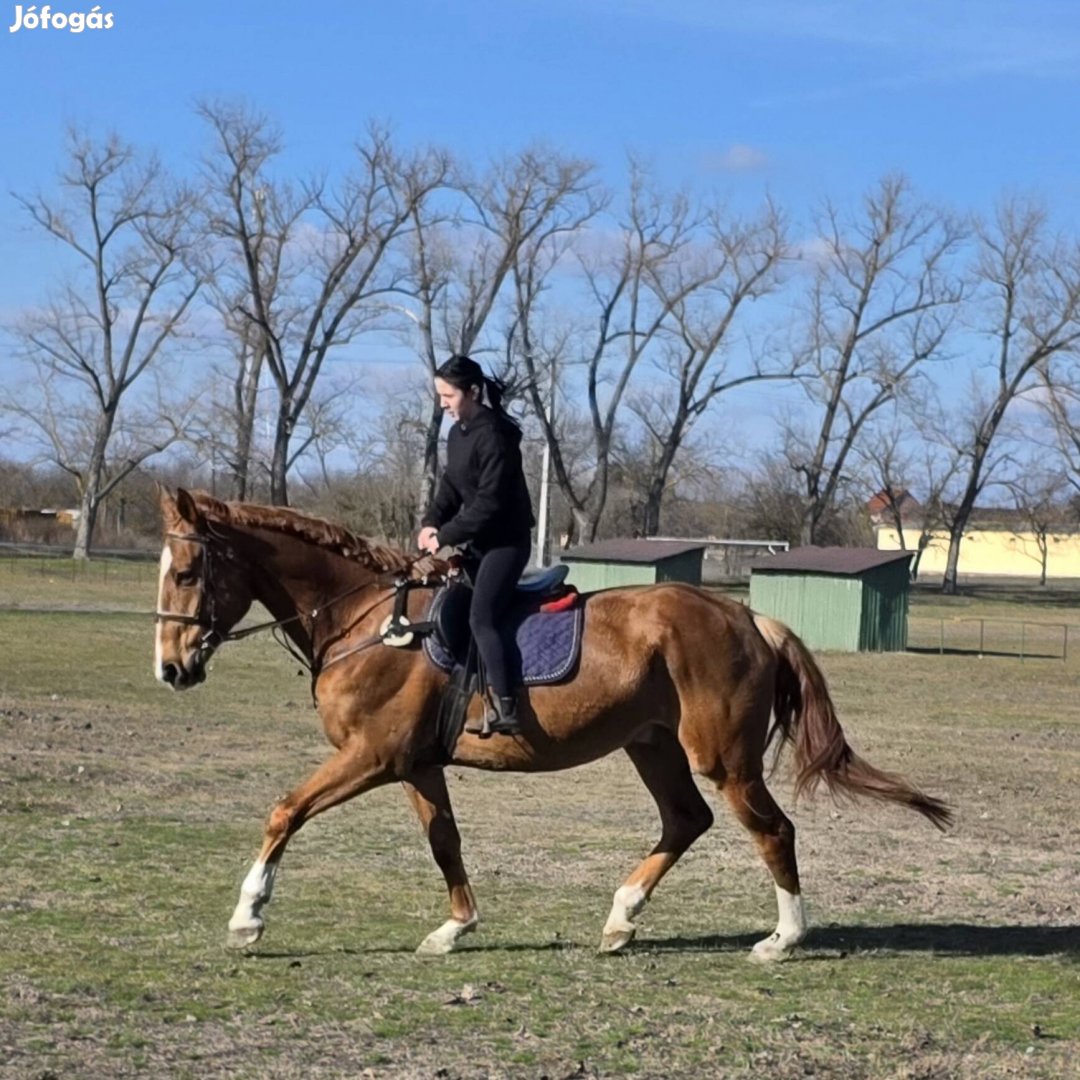 Belovagolt Gidrán Herélt