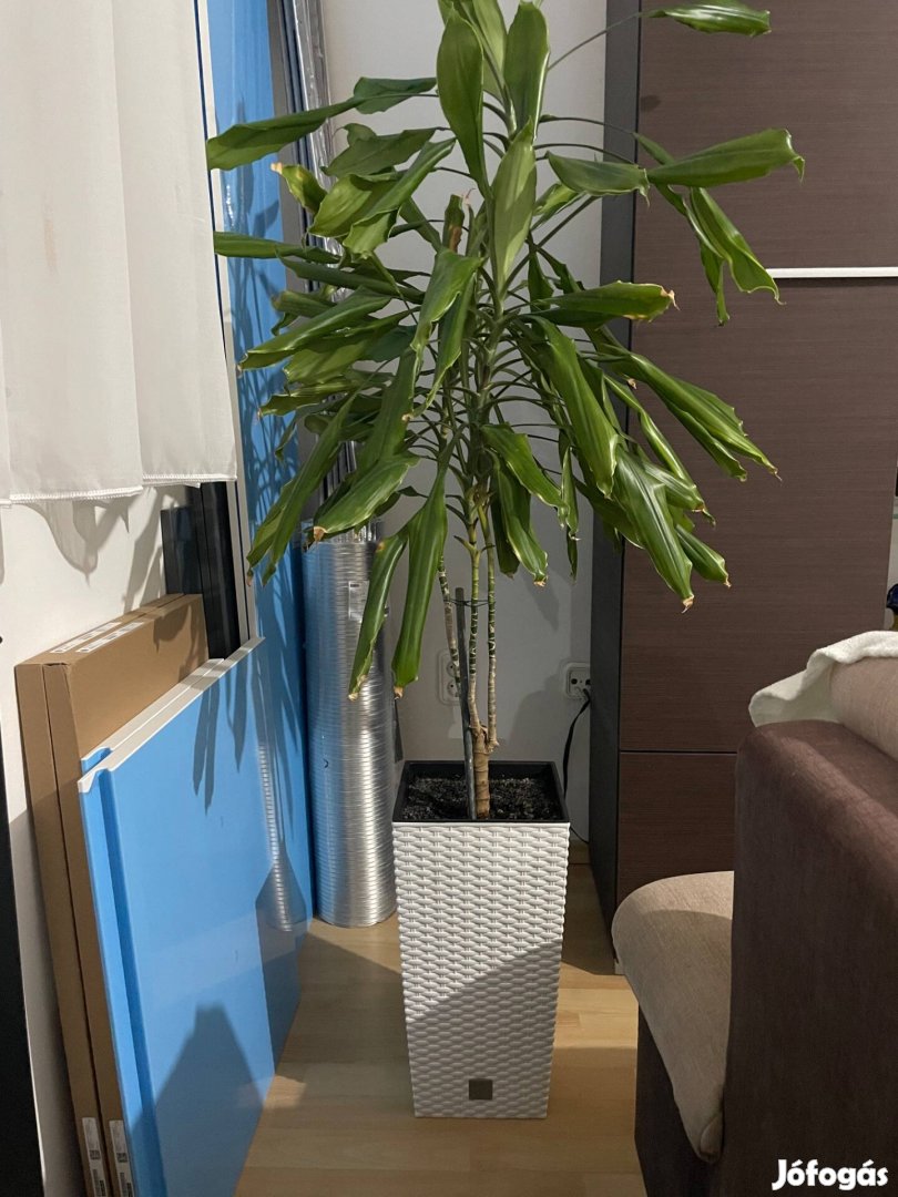 Beltéri szobanővény