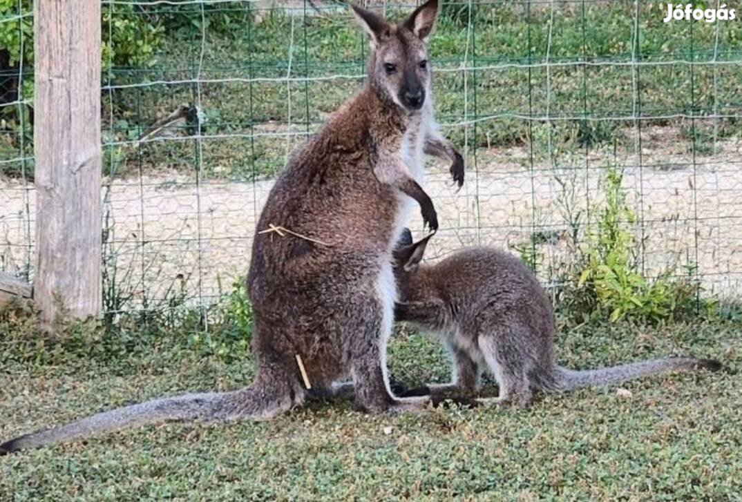 Benett kenguru ifjonc máshol ugrabugrálna!