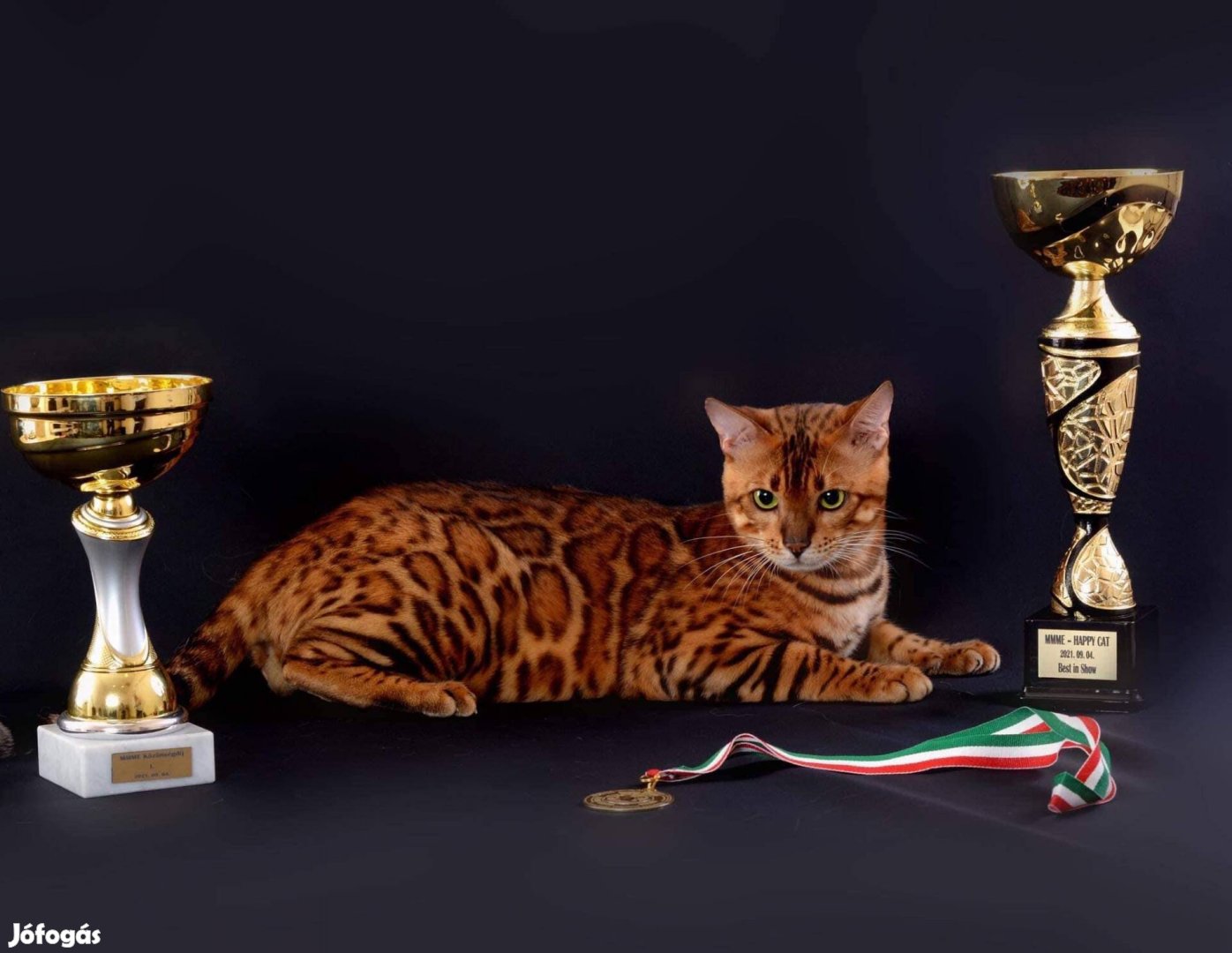 Bengáli macska eladó díjnyertes szülőktől