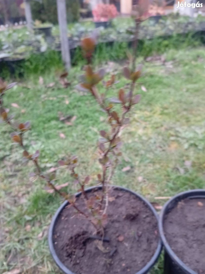 Berberis atropurpurea japán borbolya