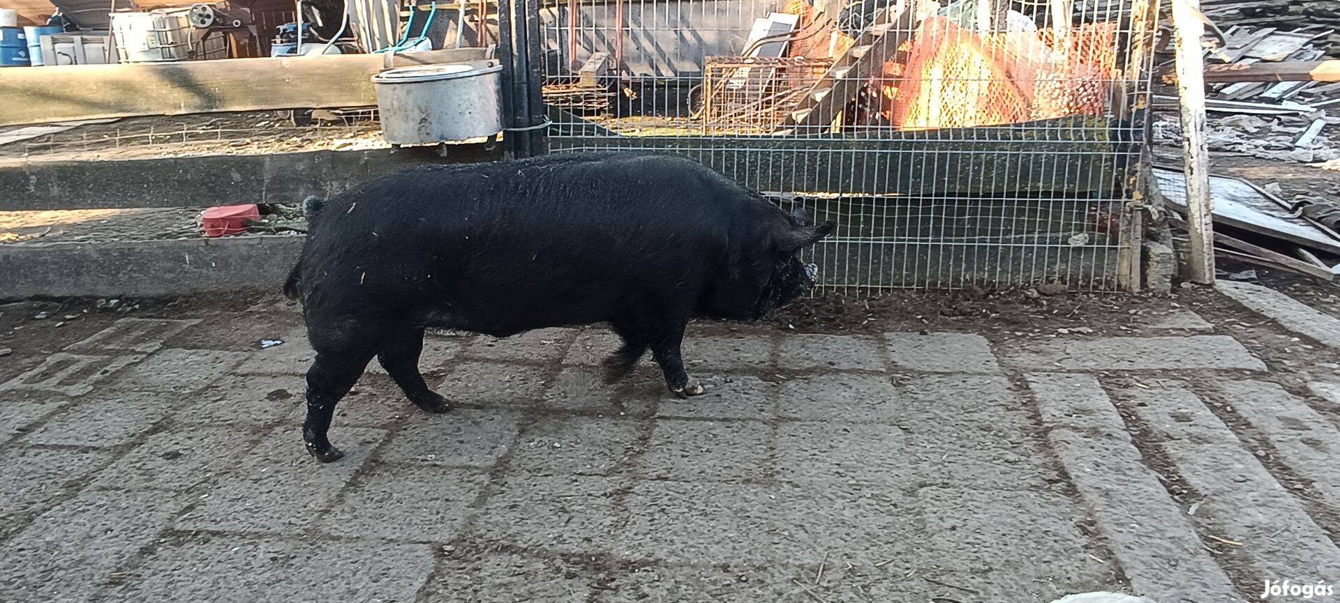 Berkshire kan eladó