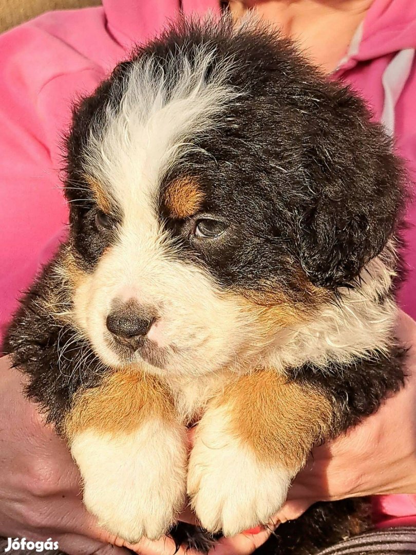 Bernipásztor fajtajellegű szuka kiskutya eladó