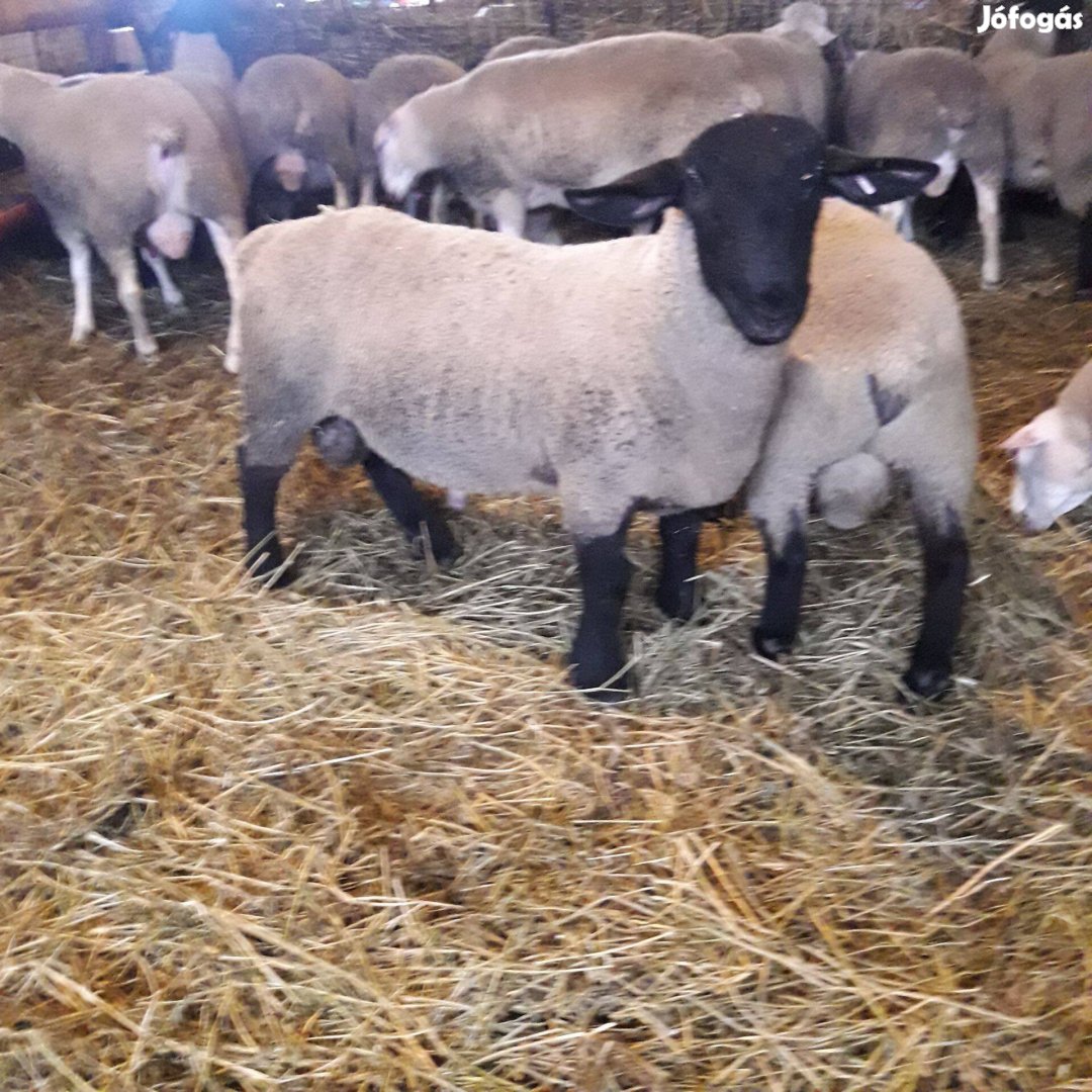 Berrichon du cher és Angol suffolk kosok eladók