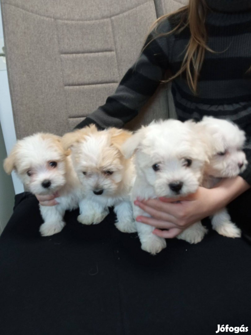 Bichon Havanese