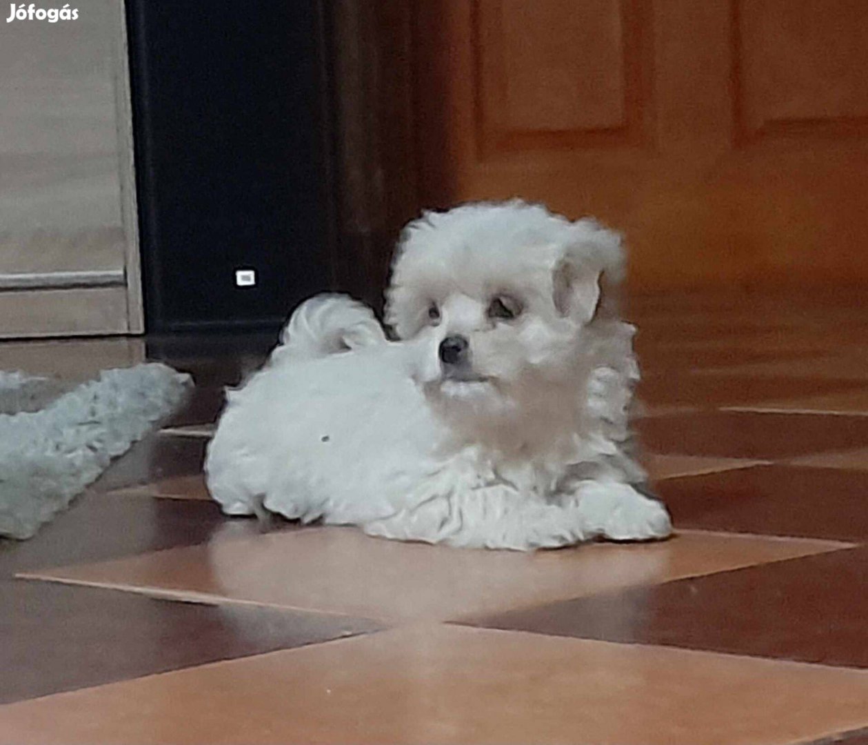 Bichon Havanese fajtatiszta jellegű kiskutyák gazdit keresnek