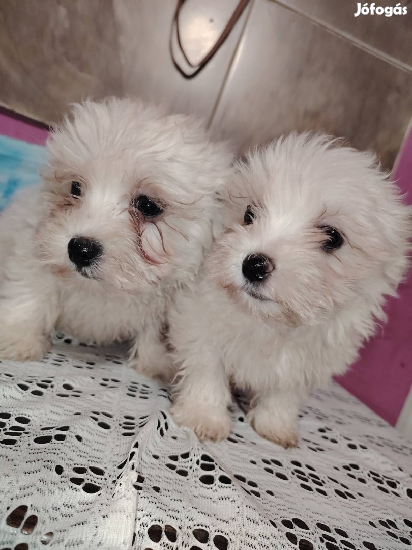 Bichon Havanese kisfiú kiskutyák 