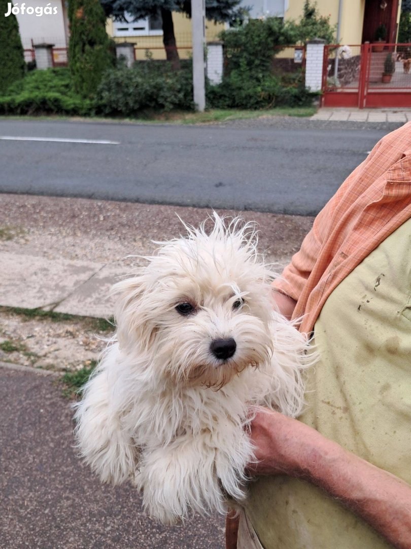 Bichon Havanese kiskutyák